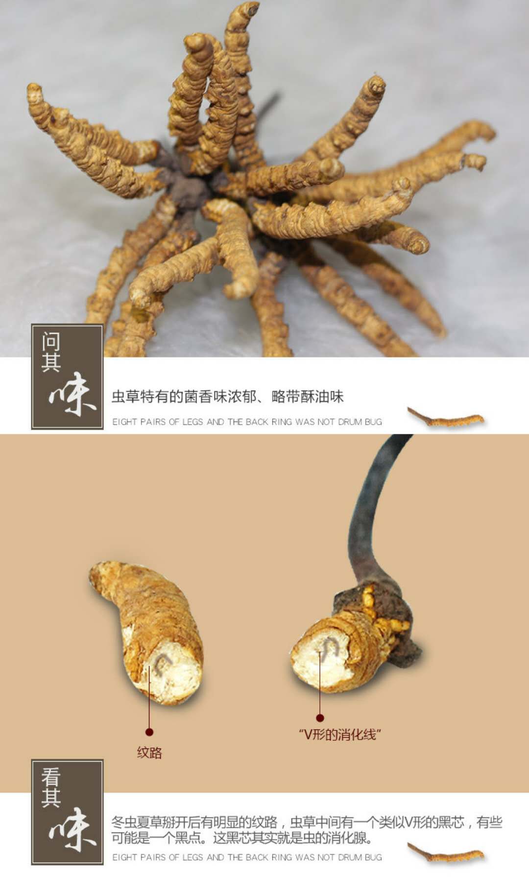 产地直销2018年新鲜干冬虫夏草 青海玉树野生虫草2根一克
