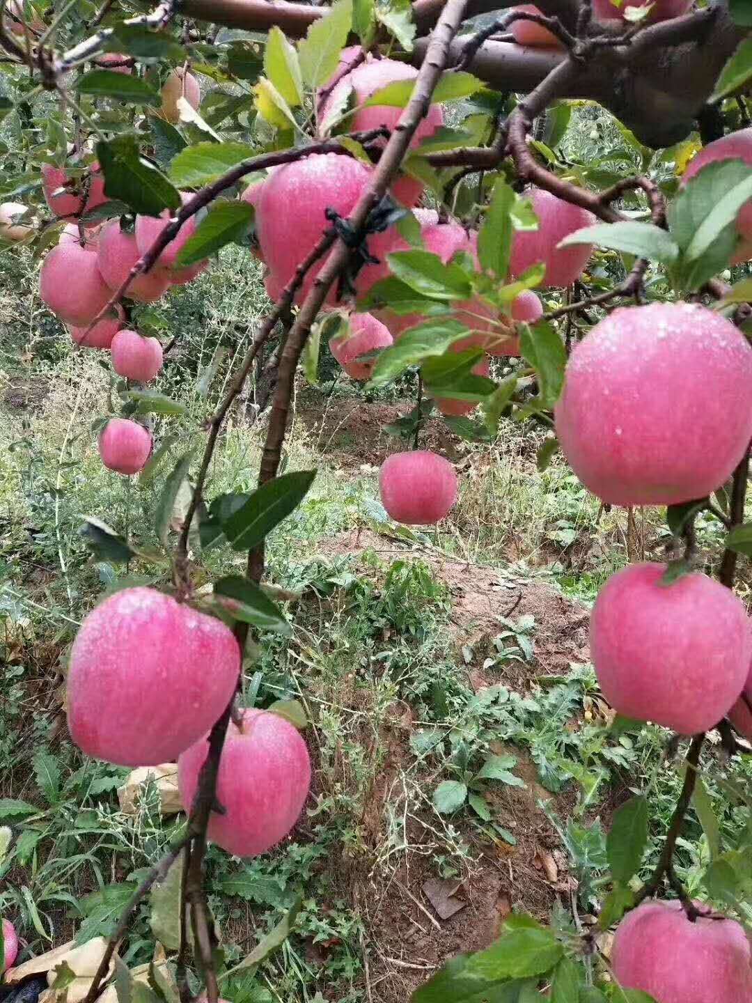 富硒生态苹果灵宝苹果看寺河富硒苹果在高山源自海拔自然口感灵宝苹果