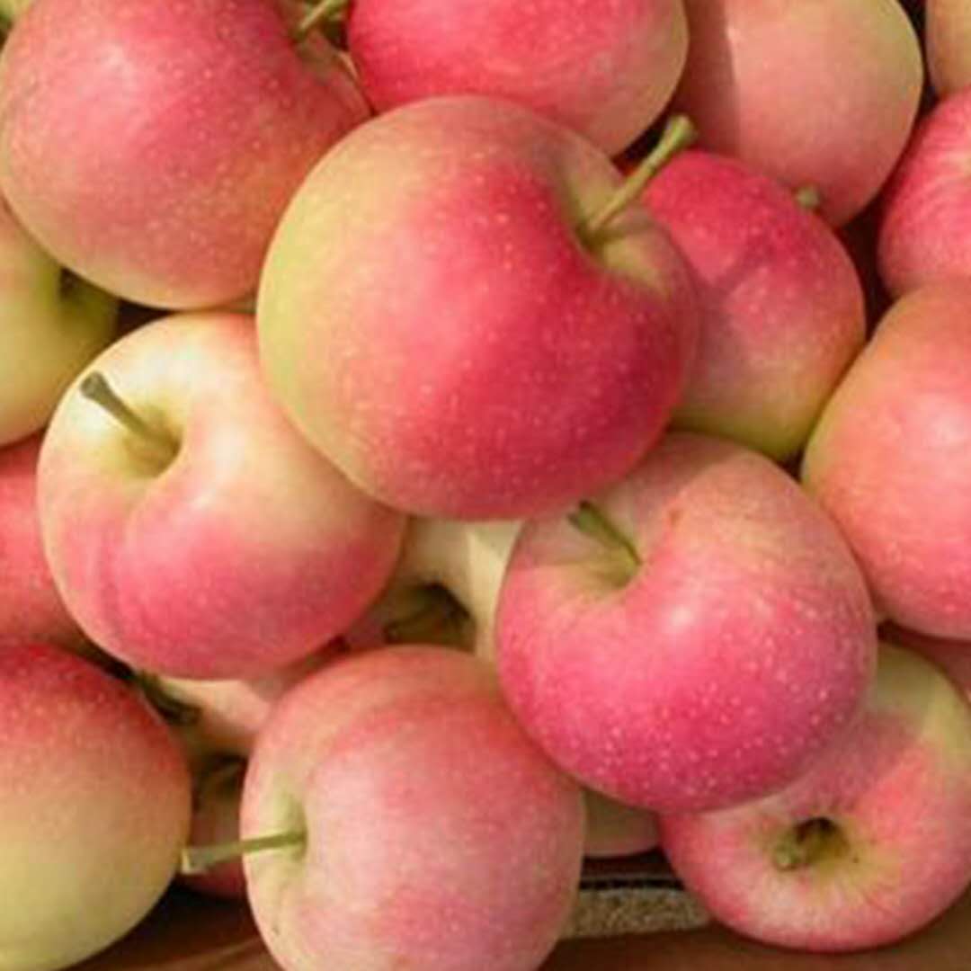 嘎啦果嘎啦苹果新鲜采摘现摘现发一件代发水果5斤10斤装